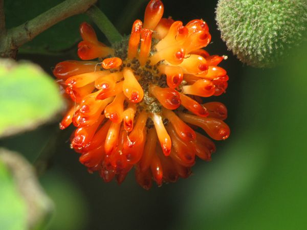 構樹(shù)果實(shí)