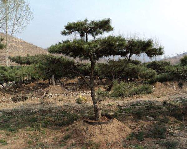 黑松景觀(guān)樹(shù) 黑松景觀(guān)樹(shù)