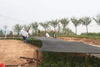 苗木遮陽(yáng)防曬 苗木遮陽(yáng)防曬