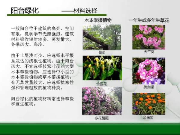 陽(yáng)臺綠化--材料選擇 陽(yáng)臺綠化--材料選擇
