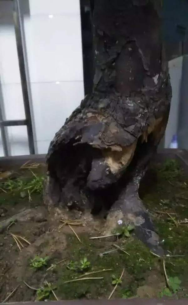 天?？惺车臉?shù)樁