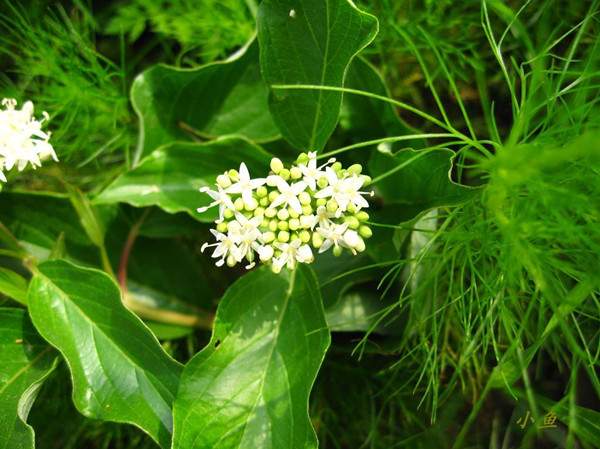 紅瑞木花-長(cháng)景園林