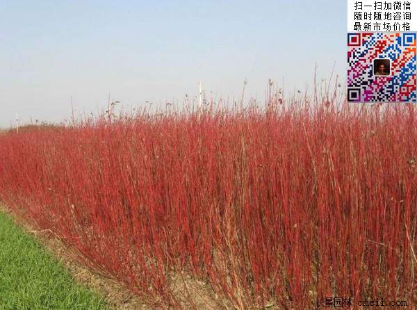 紅瑞木-長(cháng)景園林 紅瑞木-長(cháng)景園林