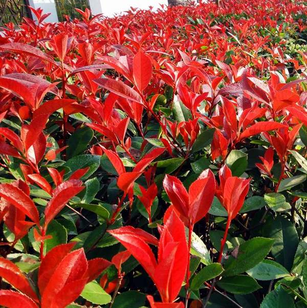 長(cháng)勢好的紅葉石楠