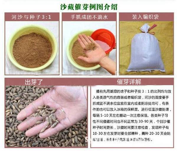 沙藏催芽處理-長(cháng)景園林