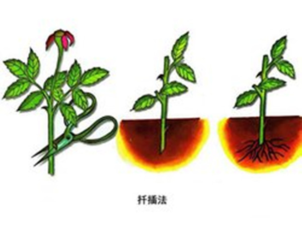 扦插法--長(cháng)景園林 扦插法--長(cháng)景園林