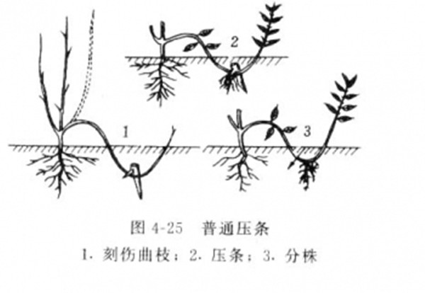 壓條分株繁殖--長(cháng)景園林 壓條分株繁殖--長(cháng)景園林