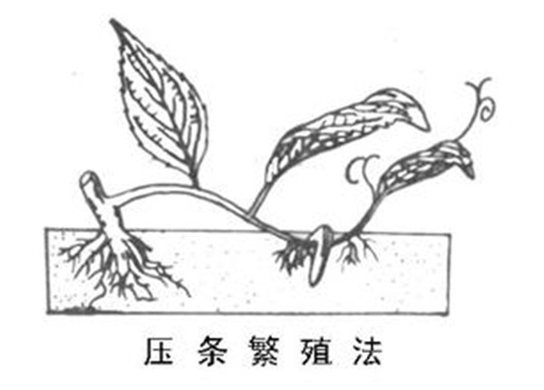 壓條繁殖-長(cháng)景園林 壓條繁殖-長(cháng)景園林