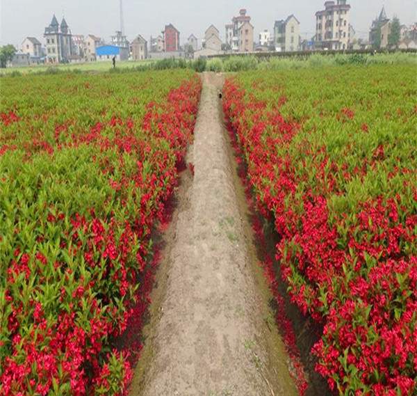 紅王子錦帶基地--長(cháng)景園林 紅王子錦帶基地--長(cháng)景園林