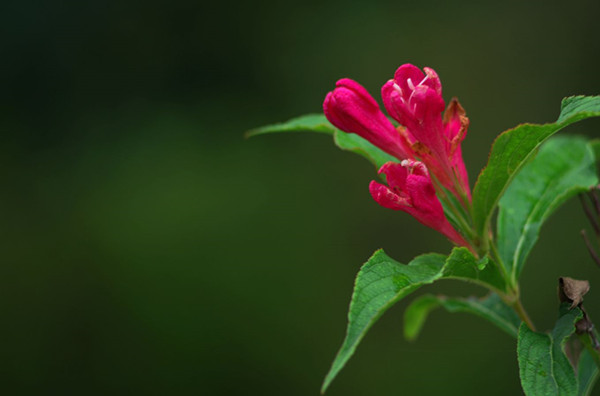 紅王子錦帶花--長(cháng)景園林 紅王子錦帶花--長(cháng)景園林