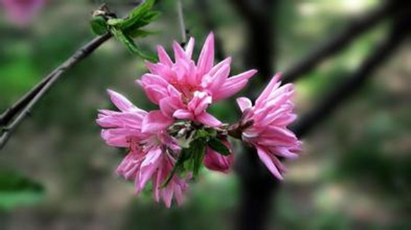 菊花碧桃-長(cháng)景園林
