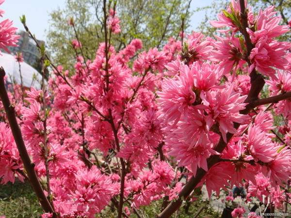 菊花碧桃--長(cháng)景園林