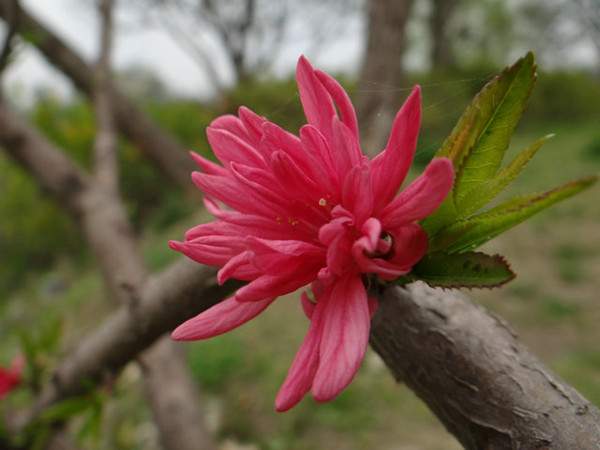 菊花碧桃--長(cháng)景園林