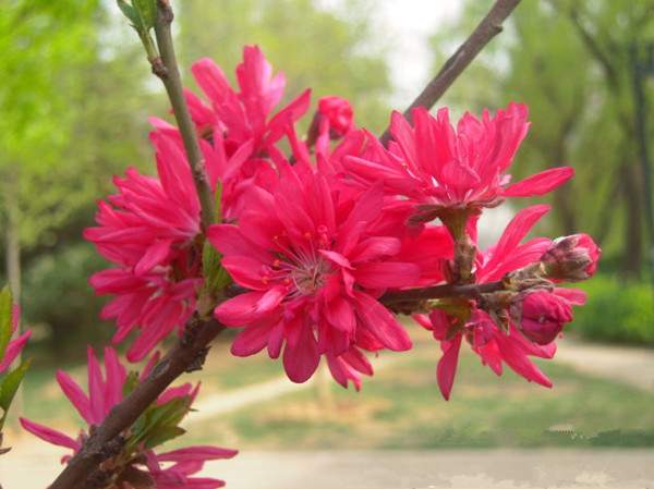菊花碧桃--長(cháng)景園林