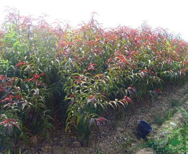 紅葉碧桃苗--長(cháng)景園林 紅葉碧桃苗--長(cháng)景園林