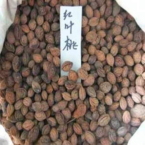 紫葉桃種子--長(cháng)景園林 紫葉桃種子--長(cháng)景園林