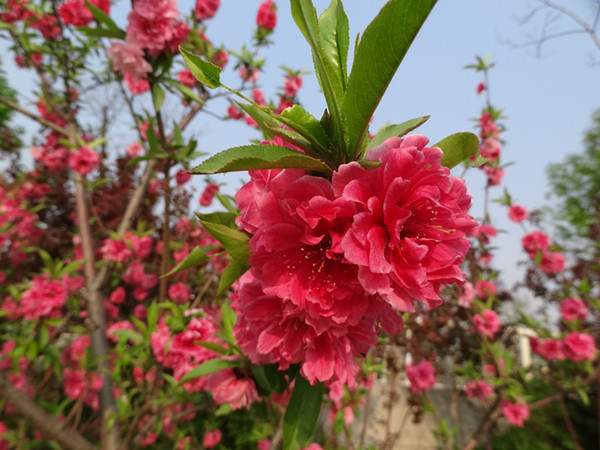 紅花綠葉碧桃--長(cháng)景園林