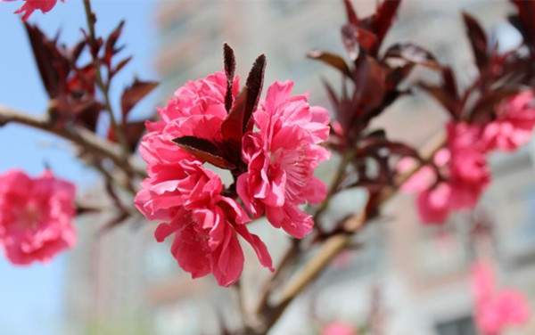 紅花紅葉碧桃--長(cháng)景園林 紅花紅葉碧桃--長(cháng)景園林