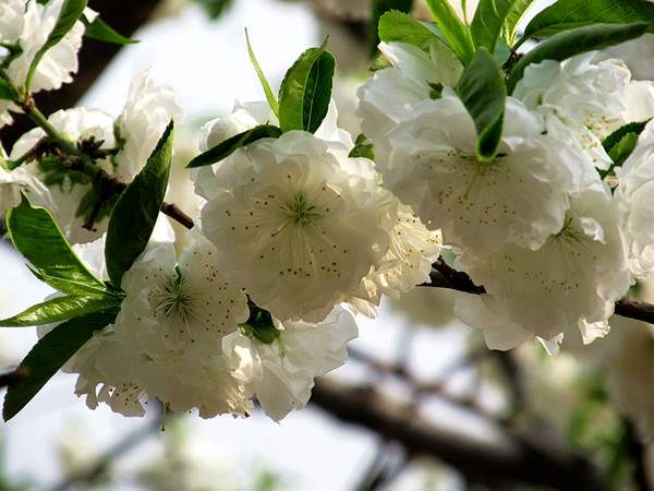 白花碧桃--長(cháng)景園林 白花碧桃--長(cháng)景園林