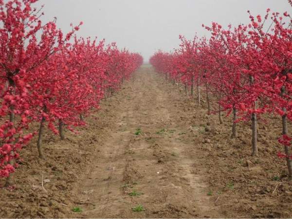 紅葉碧桃基地--長(cháng)景園林 紅葉碧桃基地--長(cháng)景園林