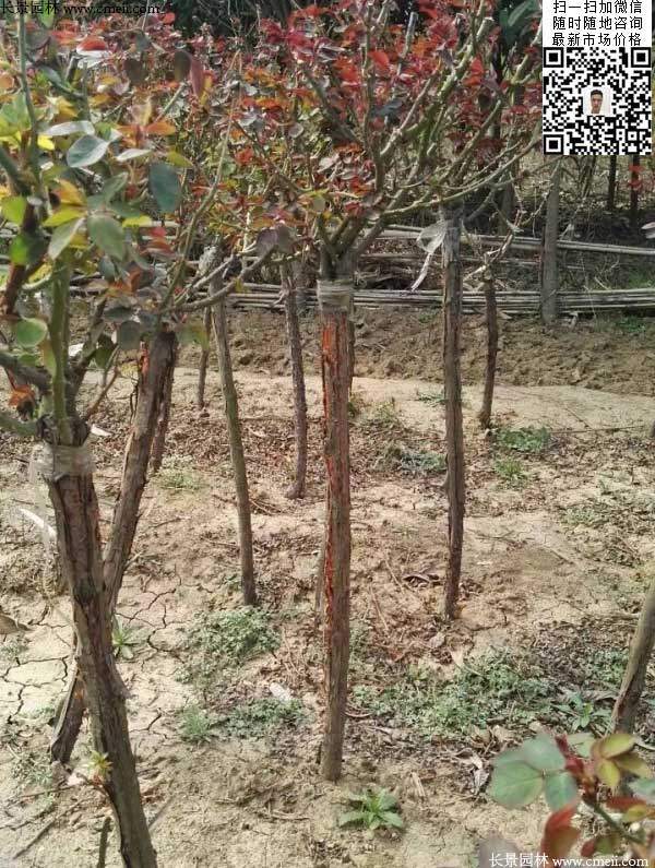 月季樹(shù)狀月季花基地 月季樹(shù)狀月季花基地