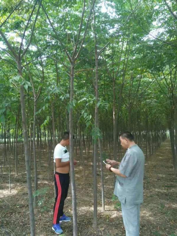 5公分6公分7公分苦楝樹(shù)圖片 5公分6公分7公分苦楝樹(shù)圖片