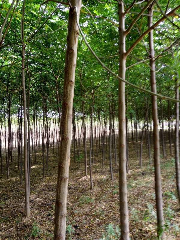 供應胸徑6公分7公分8公分苦楝樹(shù) 供應胸徑6公分7公分8公分苦楝樹(shù)