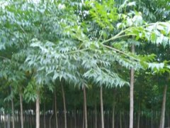 「視頻」3公分4公分苦楝樹(shù)苗大量供應