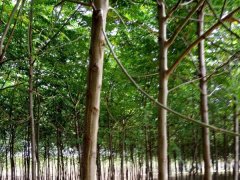 「視頻」13公分14公分15公分苦楝樹(shù)_裝車(chē)發(fā)貨現場(chǎng)