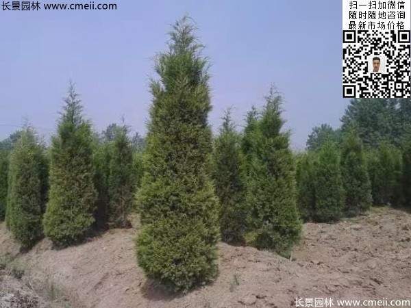 高度3米3.5米大蜀檜挖苗現場(chǎng)大量供應中 高度3米3.5米大蜀檜挖苗現場(chǎng)大量供應中