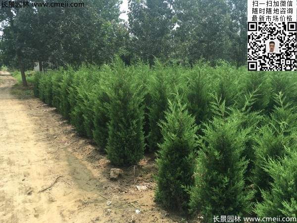 高度60公分70公分80公分蜀檜大量供應 高度60公分70公分80公分蜀檜大量供應