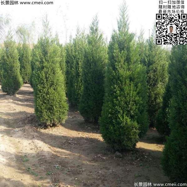 高度2.5米2.8米3米塔柏起苗現場(chǎng)圖片