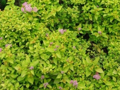 金山繡線(xiàn)菊