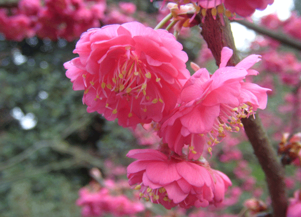 山櫻花--長(cháng)景園林