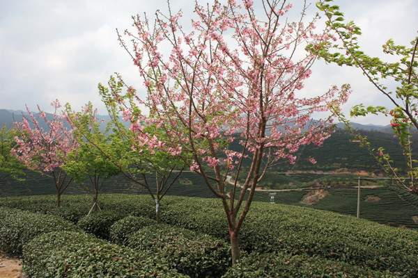山櫻花--長(cháng)景園林