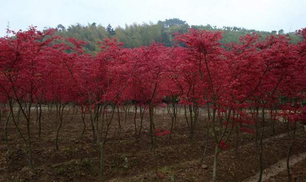日本紅楓--長(cháng)景園林