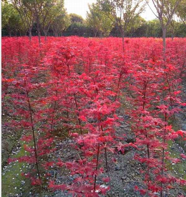 日本紅楓--長(cháng)景園林