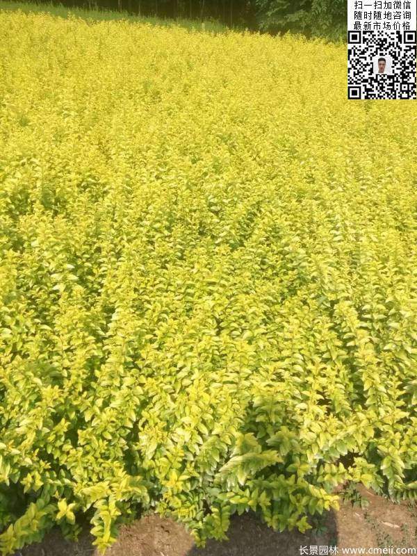 高度30公分40公分50公分金葉女貞苗苗圃現場(chǎng)圖片 高度30公分40公分50公分金葉女貞苗苗圃現場(chǎng)圖片