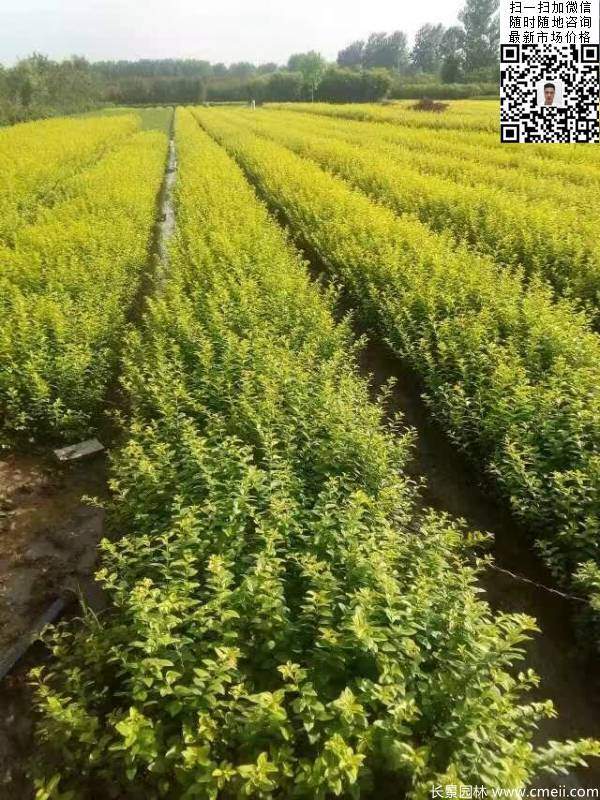 高度30公分40公分50公分金葉女貞苗苗圃現場(chǎng)圖片 高度30公分40公分50公分金葉女貞苗苗圃現場(chǎng)圖片