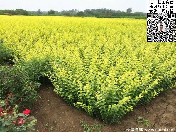 高度30公分40公分50公分金葉女貞苗苗圃現場(chǎng)圖片 高度30公分40公分50公分金葉女貞苗苗圃現場(chǎng)圖片