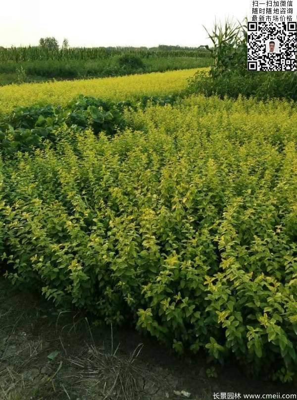 高度30公分40公分50公分金葉女貞苗苗圃現場(chǎng)圖片 高度30公分40公分50公分金葉女貞苗苗圃現場(chǎng)圖片