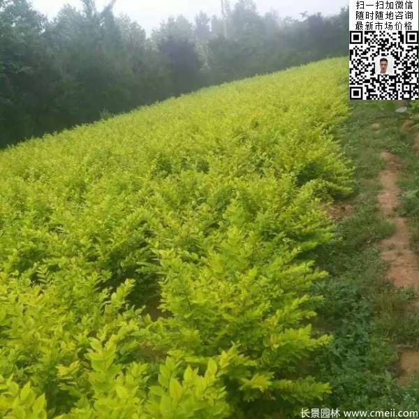 高度30公分40公分50公分金葉女貞苗苗圃現場(chǎng)圖片 高度30公分40公分50公分金葉女貞苗苗圃現場(chǎng)圖片