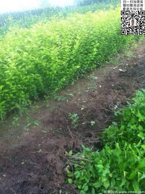 高度30公分40公分50公分金葉女貞苗苗圃現場(chǎng)圖片 高度30公分40公分50公分金葉女貞苗苗圃現場(chǎng)圖片