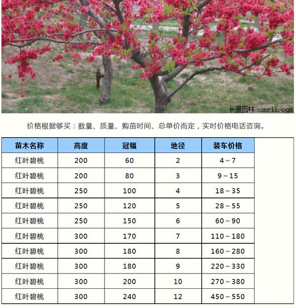紫葉碧桃價(jià)格表--長(cháng)景園林