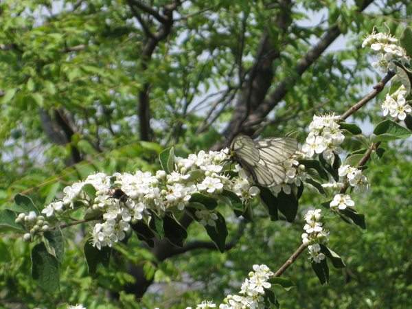 結香花,白花樹(shù)