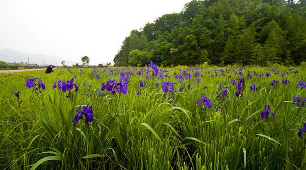 藍花鳶尾基地實(shí)拍圖片