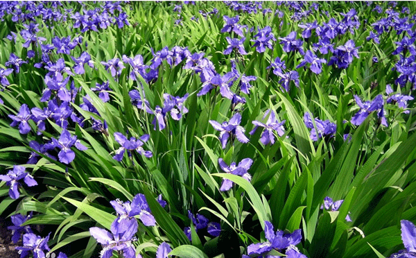 藍花鳶尾基地實(shí)拍圖片