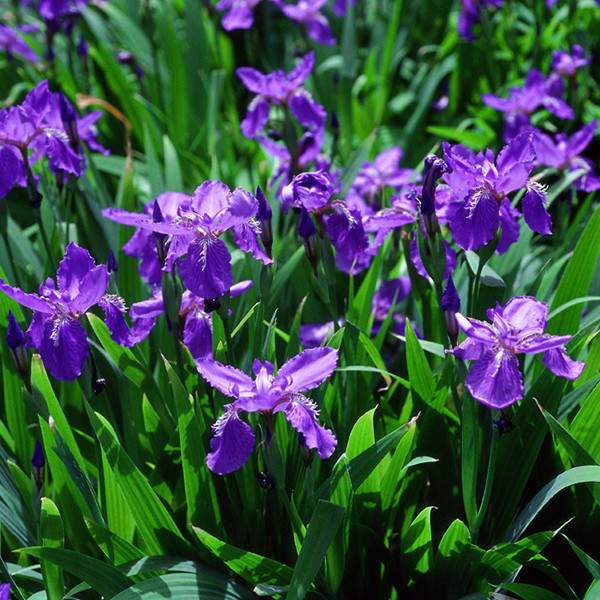藍花鳶尾基地實(shí)拍圖片