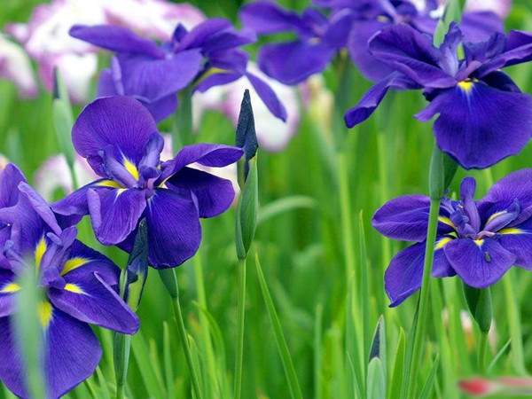 藍花鳶尾基地實(shí)拍圖片