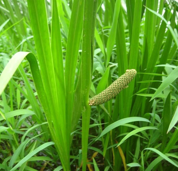 水菖蒲--長(cháng)景園林